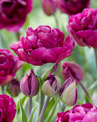 Тюльпан Мариола 1шт (КолЛайн) 2шт/уп дв.эффект