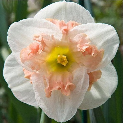 Нарцисс Пинк Уандер 1шт (КолЛайн) 3шт/уп