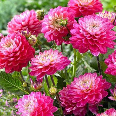 Георгина Мелоди Пинк Аллегро 1шт (КолЛайн)