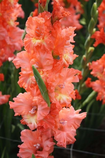 Гладиолус Рикс Фриззл 10/12 1шт (КолЛайн) 8шт/уп