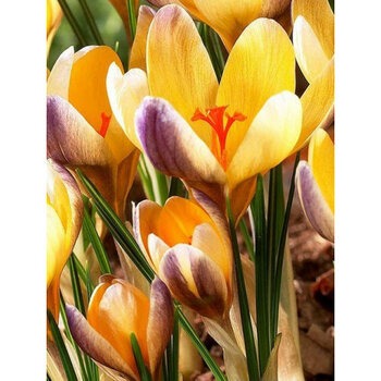 Крокус Адванс 5/+ 1шт (Садовита) 5шт/уп