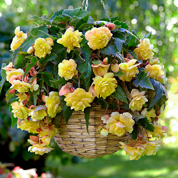 Бегония Одората Санни Дрим 5/6 1шт (КолЛайн) 3шт/уп