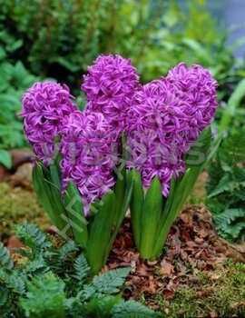 Гиацинт Пурпл Сенсейшн 14/15 1шт (Садовита)