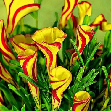 Оксалис (кислица) Голден Кейп 1шт (КолЛайн) 2шт/уп