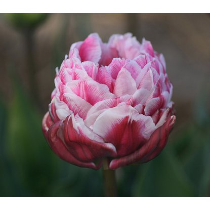 Тюльпан Даззлинг Дезаер 1шт (КолЛайн) 5шт/уп