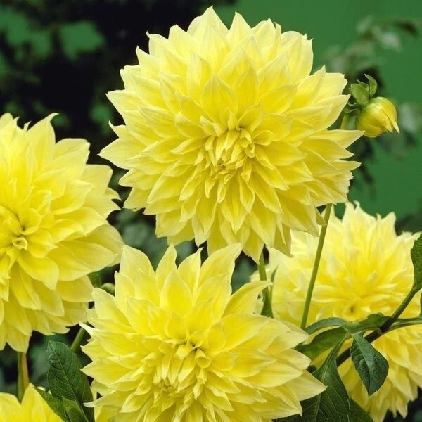 Георгина Кельвин Флудлайт 1шт (КолЛайн)