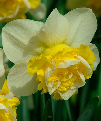 Нарцисс Вейв 12/14 1шт (КолЛайн) 3шт/уп