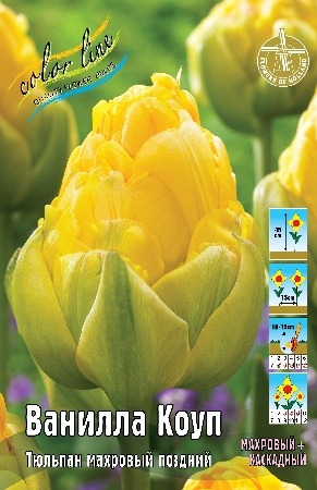 Тюльпан Ванилла Коул 11/12  1шт (КолЛайн) 7шт/уп