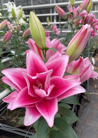 Лилия Roselily&Джасмина 12/14 1шт (КолЛайн) 5шт/уп