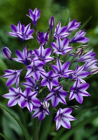 Трителейя Руди 1шт (КолЛайн) 7шт/уп