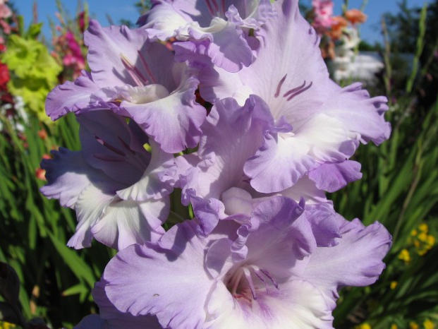 Гладиолус Милка 12/14 1шт (НК) 6шт/уп