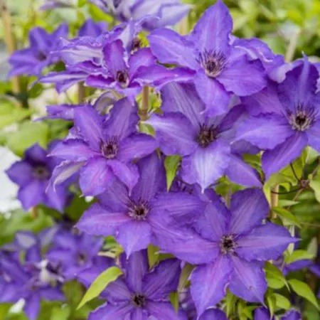 Клематис Вива Ла Вида 1шт (КолЛайн) 