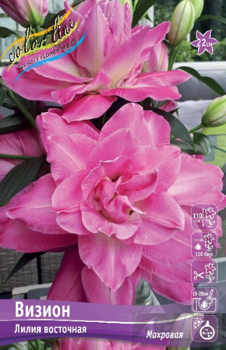 Лилия Визион 16/18 1шт (КолЛайн) 3шт/уп