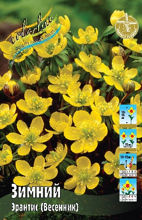 Эрантис (весенник) Зимний 4/5 1шт (КолЛайн) 10шт/уп