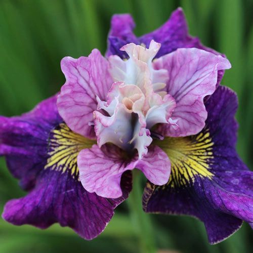 Ирис сибирский Он Малберри Стрит 1шт (КолЛайн)