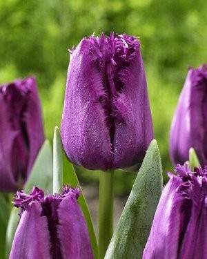 Тюльпан Сан Клементе 1шт (КолЛайн) 5шт/уп