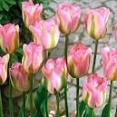 Тюльпан Гренлэнд 1шт (КолЛайн) 8шт/уп 