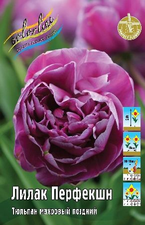 Тюльпан Лилак Перфекшн 1шт (КолЛайн) 8шт/уп