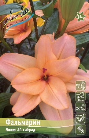 Лилия Фальмарин 12/14 1шт (КолЛайн) 