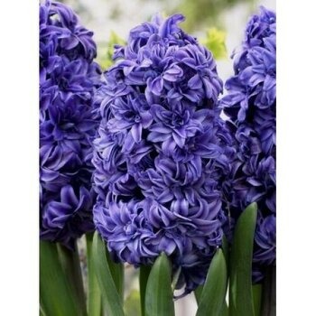 Гиацинт Роял Нави 14/15 1шт (Садовита)