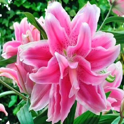 Лилия Roselily&Сара 12/14 1шт (КолЛайн)