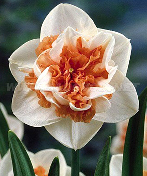 Нарцисс Пинк Парадайз 12/14 1шт (КолЛайн) 3шт/уп махровый