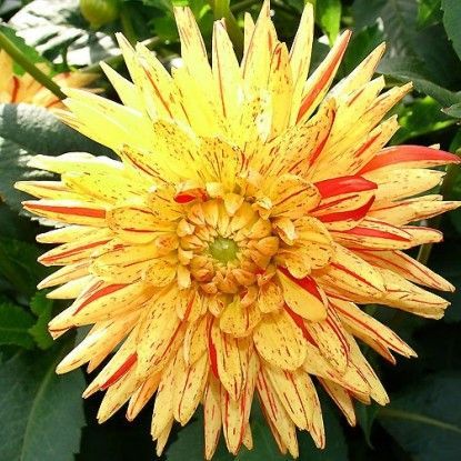 Георгина Кембридж 1шт (КолЛайн)