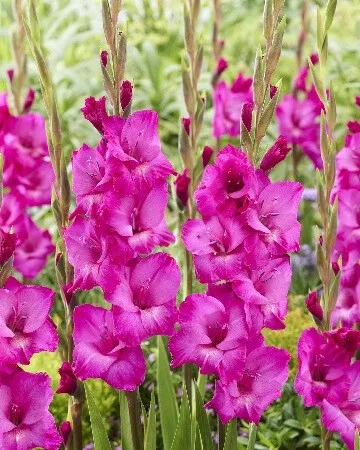 Гладиолус Аврора 1шт (КолЛайн) 8шт/уп