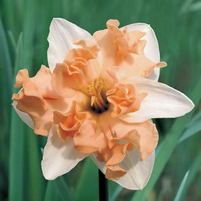 Нарцисс Вальц 12/14 1шт (КолЛайн) 3шт/уп