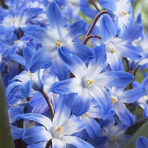 Хионодокса Блю Джиант 5/+ 1шт (Садовита) 5шт/уп