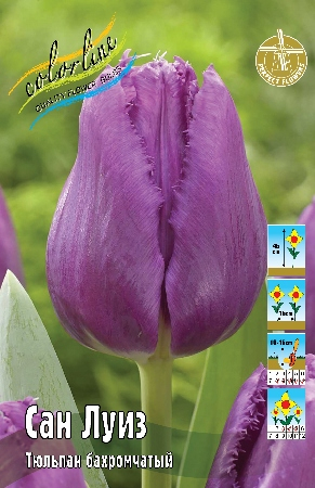 Тюльпан Сан Луиз 1шт (КолЛайн) 5шт/уп