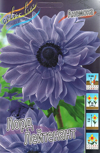 Анемона Лорд Лейтенант 5/6 1шт (КолЛайн) 10шт/уп