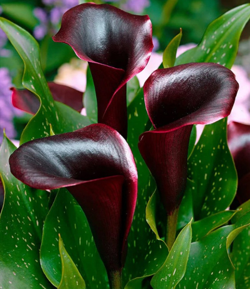 Калла Лас Вегас 1шт (КолЛайн) 2шт/уп