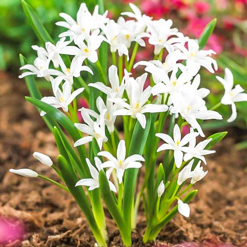 Хионодокса Гигантская Альба 1шт (КолЛайн) 10шт/уп