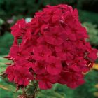 Флокс Тенор 1шт (КолЛайн) 2шт/уп