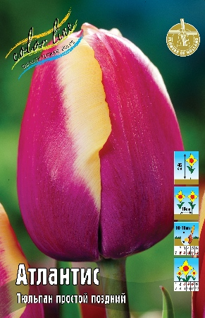 Тюльпан Атлантис 1шт (КолЛайн) 3шт/уп