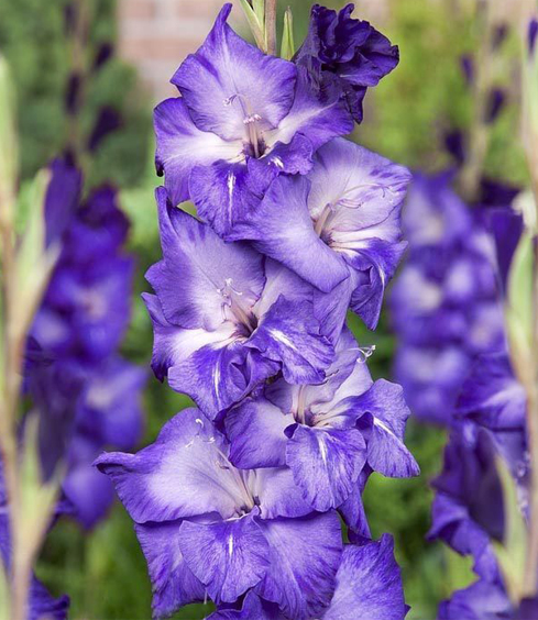 Гладиолус Грэйпвайн 1шт (КолЛайн) 8шт/уп