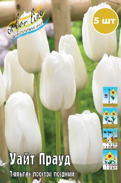 Тюльпан Уайт Прауд 1шт (КолЛайн) 7шт/уп