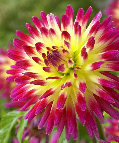 Георгина Таити Санрайз 1шт (КолЛайн)