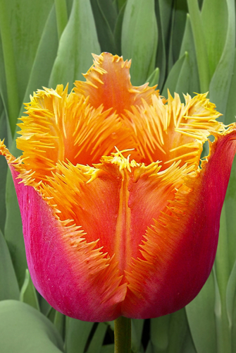 Тюльпан Алеппо 11/12 1шт (Садовита) 10шт/уп