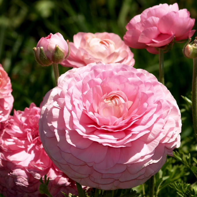 Ранункулюс Розовый 1шт (Садовита) 10шт/уп