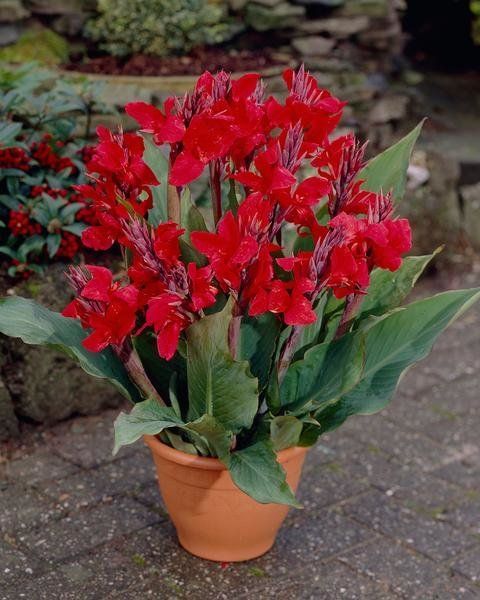 Канна Черри Рэд 1шт (КолЛайн) 2шт/уп