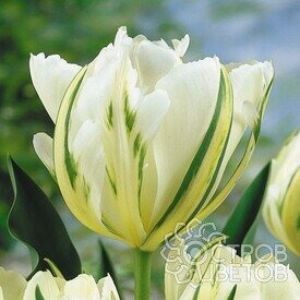 Тюльпан Экзотик Эмперор 1шт (КолЛайн) 7шт/уп