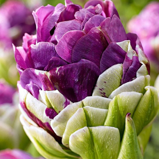 Тюльпан Экскуист 1шт (КолЛайн) 7шт/уп