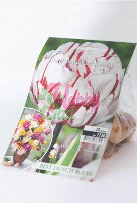 Тюльпан Карнавал Дэ Найс 11/12 1шт (Садовита) 7шт/уп