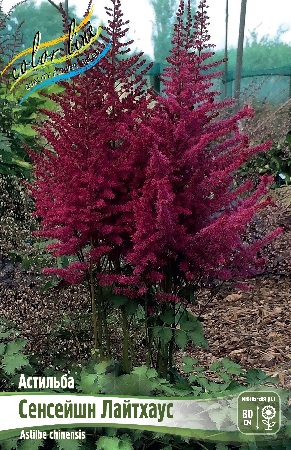 Астильба Сенсейшн Лайтхаус 1шт (КолЛайн)