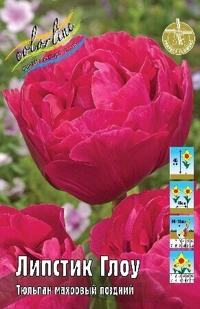 Тюльпан Липстик Глоу 1шт (КолЛайн) 3шт/уп 