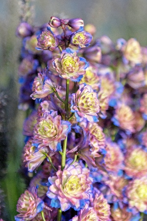 Дельфиниум Пурпл Сюрпрайз 1шт (КолЛайн)