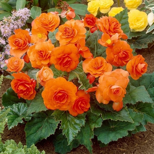 Бегония Махровая Медная 5/6 1шт (КолЛайн) 3шт/уп