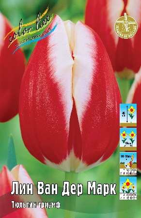Тюльпан Лин Ван Дер Марк 1шт (КолЛайн) 8шт/уп